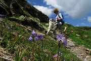Pizzo Pradella (2626 m) con tanti bei fiori, salito da Valgoglio il 9 luglio 2016 - FOTOGALLERY